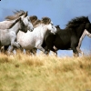 Horse Riding at Edgement Park